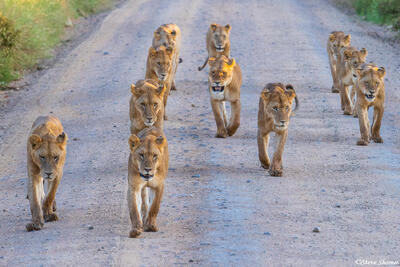 Serengeti--Lions on Road