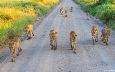 Serengeti--Lions Walking