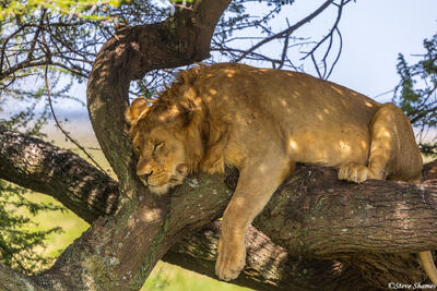 Serengeti--Male Lion in Tree