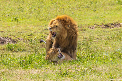 Serengeti--Mating Lions