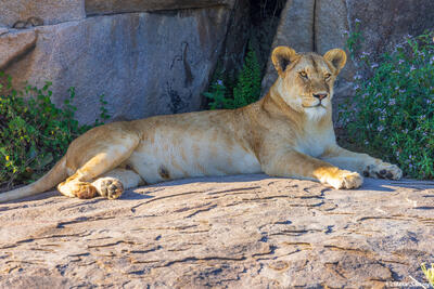 Serengeti--Relaxing Lioness