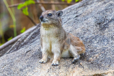 Serengeti--Rock Hyrax