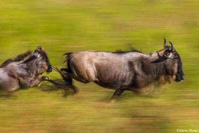 Serengeti--Running Wildebeests