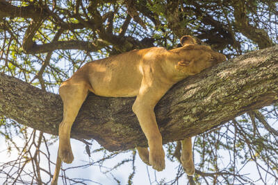 Serengeti--Sleepy Lioness