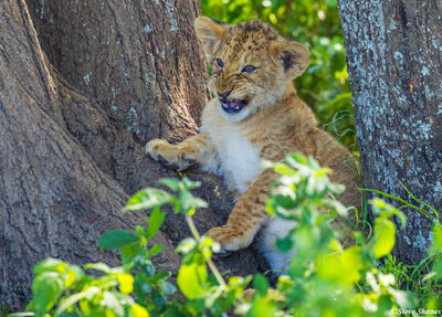 Serengeti--Snarling Lion Cub
