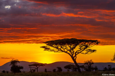 Serengeti--Sunset