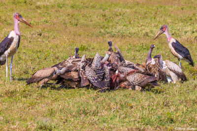 Serengeti--Swarm of Vultures