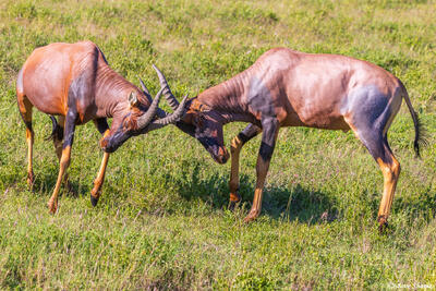 Serengeti--Topi's Rutting