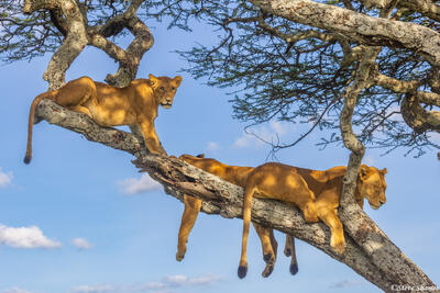 Serengeti--Tree Lions