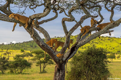 Serengeti--Tree of Lions