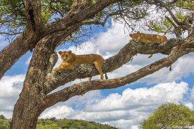 Serengeti--Two Lions in Tree