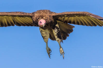 Serengeti--Vulture in Flight
