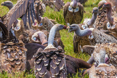 Serengeti--Vultures Bickering