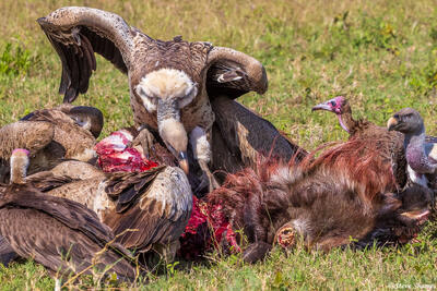 Serengeti--Vultures Rush In