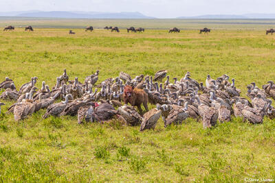 Serengeti--Vultures Surrounding Hyena