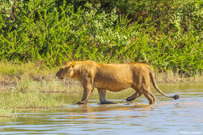 Serengeti--Young Male Lion