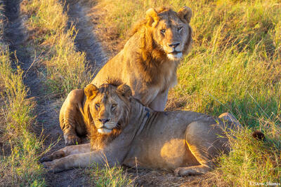 Serengeti--Young Male Lions