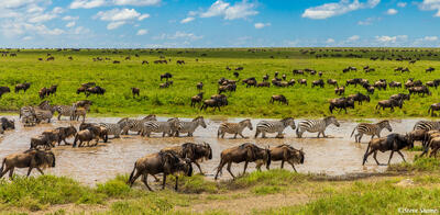 Serengeti--Zebra Waterhole
