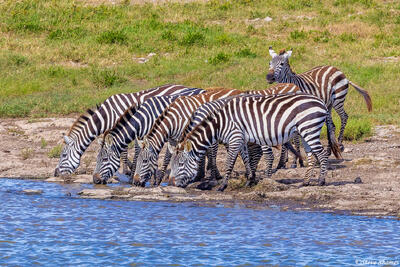 Serengeti--Zebras Drinking