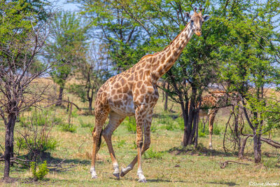 Serengeti-African Masai Giraffe