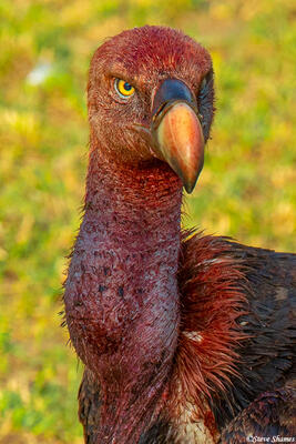 Serengeti-African Vulture