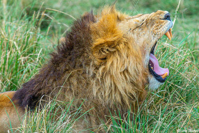 Serengeti-Big Lion Yawn
