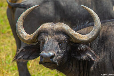 Serengeti-Cape Buffalo Posing