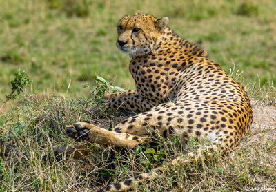 Serengeti-Cheetah Looking Around