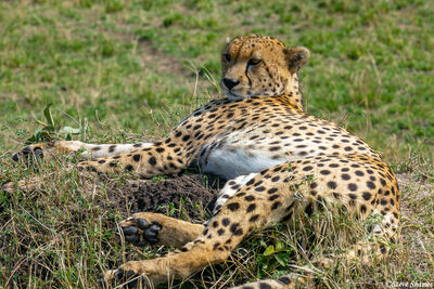Serengeti-Cheetah Relaxing