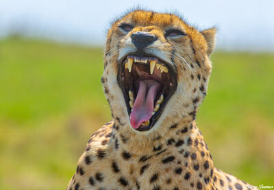 Serengeti-Cheetah Yawning