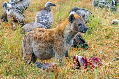 Serengeti-Hyena Eating