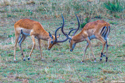 Serengeti-Impalas Rutting