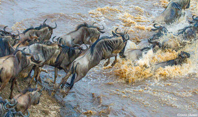 Serengeti-Jumping Into Mara River