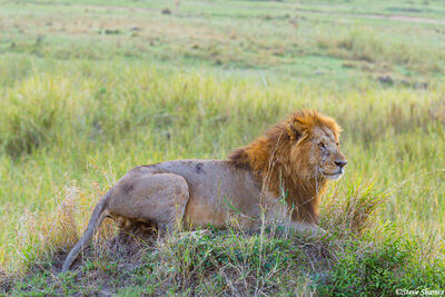 Serengeti-King of the Termite Mound