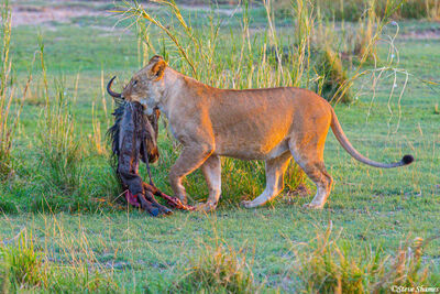 Serengeti-Last Nights Kill