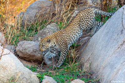 Serengeti-Leopard