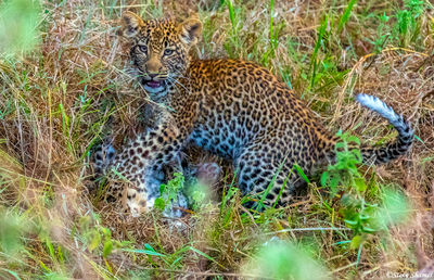 Serengeti-Leopard Cub