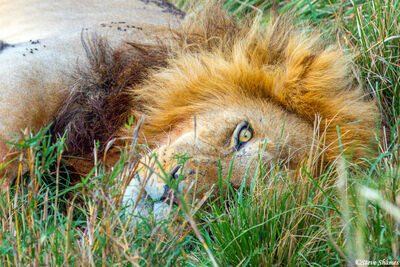 Serengeti-Lion Eye On Us