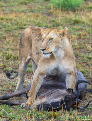 Serengeti-Lion Kill