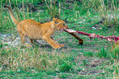 Serengeti-Lion Tug Of War