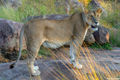 Serengeti-Lioness