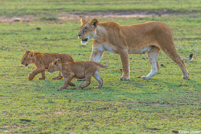 Serengeti-Lioness and Cubs
