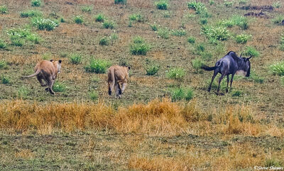 Serengeti-Lions Chasing Wildebeest