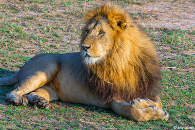 Serengeti-Majestic Lion Pose
