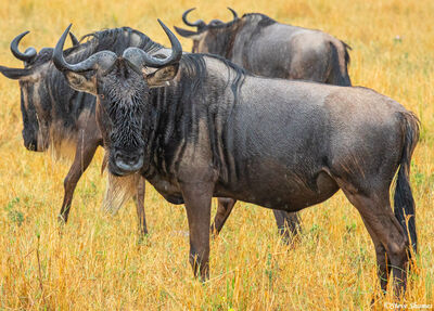 Serengeti-Rainy Day Wildebeest