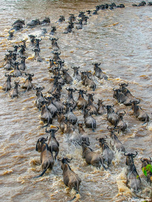 Serengeti-River Crossing