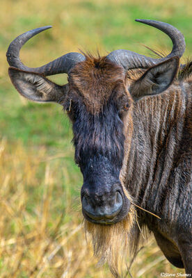 Serengeti-Wildebeest Portrait