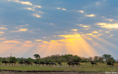Serengeti-Wildebeest Running