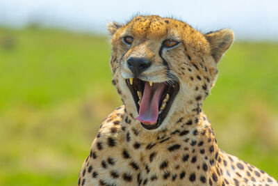 Serengeti-Yawning Cheetah