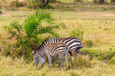 Serengeti-Zebras Eating